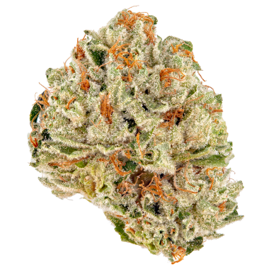 Truffaloha strain-31